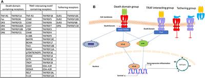 The TNFSF Members APRIL and BAFF and Their Receptors TACI, BCMA, and BAFFR in Oncology, With a Special Focus in Breast Cancer